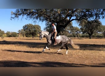 Lusitanos, Semental, 7 años, 163 cm, Tordo