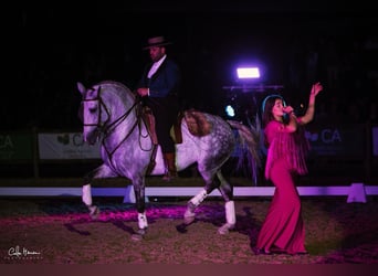 Lusitanos, Semental, 7 años, 163 cm, Tordo rodado
