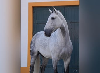 Lusitanos, Semental, 7 años, 163 cm, Tordo rodado