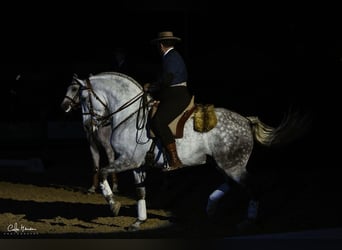 Lusitanos, Semental, 7 años, 163 cm, Tordo rodado