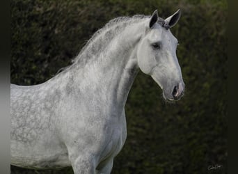 Lusitanos, Semental, 7 años, 163 cm, Tordo rodado