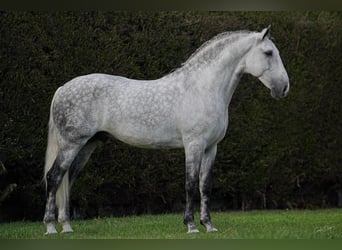 Lusitanos, Semental, 7 años, 163 cm, Tordo rodado