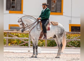 Lusitanos, Semental, 7 años, 163 cm, Tordo rodado