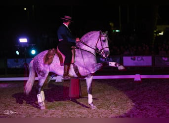 Lusitanos, Semental, 7 años, 163 cm, Tordo rodado