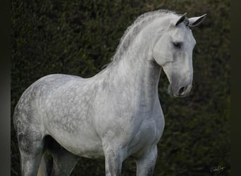 Lusitanos, Semental, 7 años, 163 cm, Tordo rodado