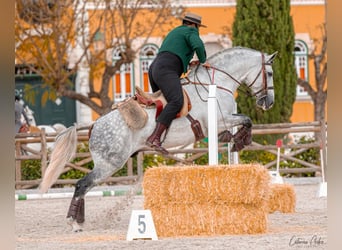 Lusitanos, Semental, 7 años, 163 cm, Tordo rodado