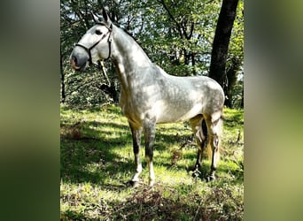 Lusitanos, Semental, 7 años, 165 cm, Tordo