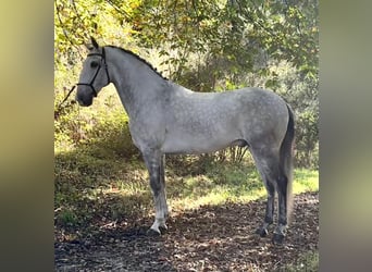 Lusitanos, Semental, 7 años, 165 cm, Tordo