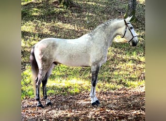 Lusitanos, Semental, 7 años, 165 cm, Tordo
