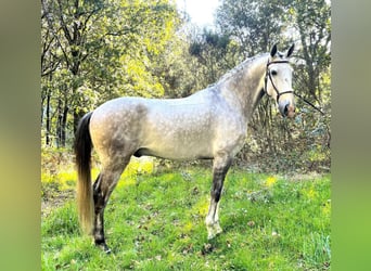 Lusitanos, Semental, 7 años, 165 cm, Tordo