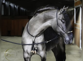 Lusitanos Mestizo, Semental, 7 años, 166 cm, Grullo