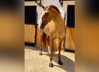 Lusitanos, Semental, 7 años, 166 cm, Red Dun/Cervuno