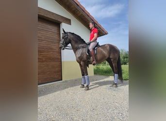 Lusitanos, Semental, 7 años, 168 cm, Castaño oscuro