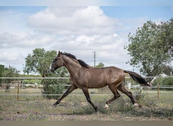 Lusitanos, Semental, 7 años, 168 cm, Grullo