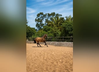 Lusitanos, Semental, 7 años, 168 cm, Grullo