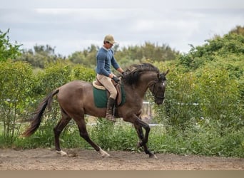 Lusitanos, Semental, 7 años, 168 cm, Grullo