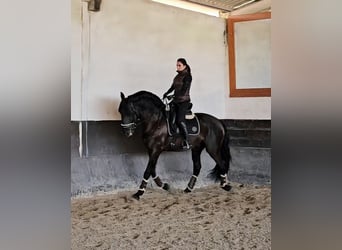 Lusitanos, Semental, 7 años, 169 cm, Negro
