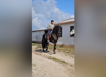 Lusitanos, Semental, 7 años, 169 cm, Negro