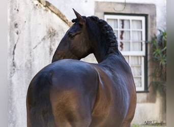 Lusitanos, Semental, 7 años, 169 cm, Negro