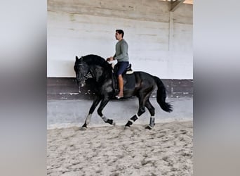 Lusitanos, Semental, 7 años, 169 cm, Negro