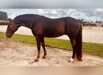 Lusitanos, Semental, 7 años, 170 cm, Alazán-tostado Lusitanos, Semental, 7 años, 170 cm, Alazán-tostado