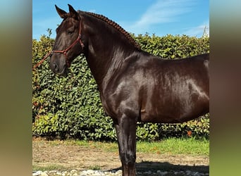 Lusitanos, Semental, 7 años, 170 cm, Alazán-tostado Lusitanos, Semental, 7 años, 170 cm, Alazán-tostado