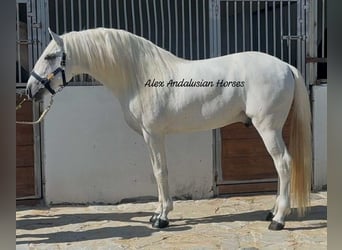 Lusitanos, Semental, 7 años, 170 cm, White/Blanco