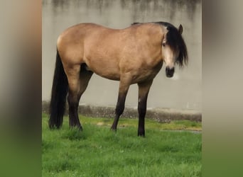 Lusitanos, Semental, 7 años, 174 cm, Buckskin/Bayo