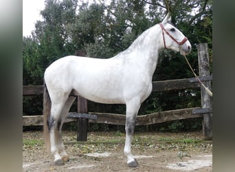Lusitanos Mestizo, Semental, 8 años, 162 cm, Tordo