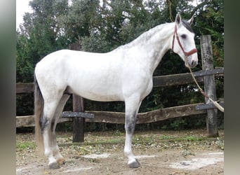 Lusitanos Mestizo, Semental, 8 años, 162 cm, Tordo