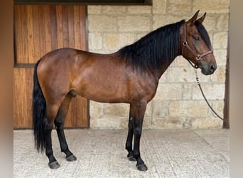 Lusitanos, Semental, 8 años, 163 cm, Castaño oscuro