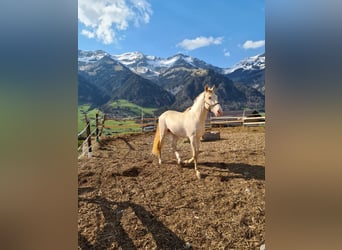 Lusitanos Mestizo, Semental, 8 años, 163 cm, Perlino