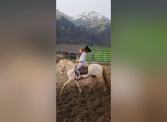 Lusitanos Mestizo, Semental, 8 años, 163 cm, Perlino