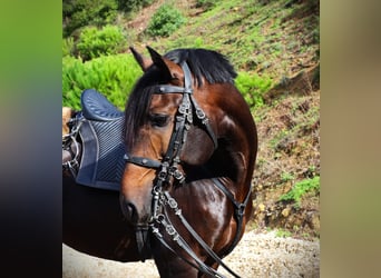 Lusitanos, Semental, 8 años, 165 cm, Castaño oscuro