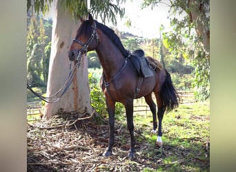 Lusitanos, Semental, 8 años, 165 cm, Castaño oscuro