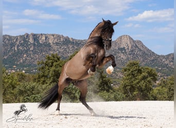 Lusitanos Mestizo, Semental, 8 años, 165 cm, Grullo