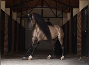 Lusitanos Mestizo, Semental, 8 años, 165 cm, Grullo