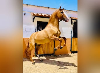 Lusitanos, Semental, 8 años, 166 cm, Red Dun/Cervuno