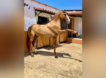 Lusitanos, Semental, 8 años, 166 cm, Red Dun/Cervuno