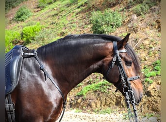 Lusitanos, Semental, 9 años, 165 cm, Castaño oscuro