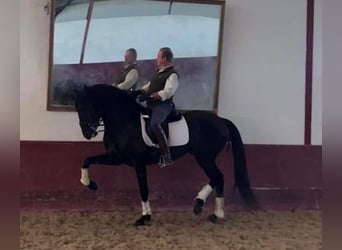 Lusitanos, Semental, 9 años, 168 cm, Negro