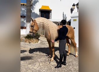 Lusitanos Mestizo, Semental, 9 años, 168 cm, Palomino