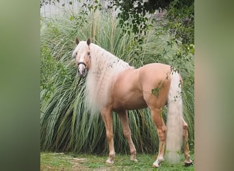Lusitanos Mestizo, Semental, 9 años, 168 cm, Palomino