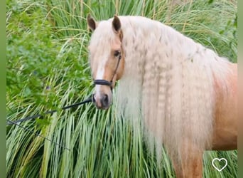 Lusitanos Mestizo, Semental, 9 años, 168 cm, Palomino