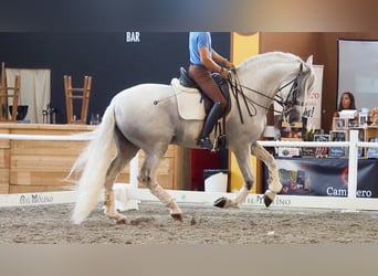 Lusitanos, Semental, 9 años, 168 cm, Tordo