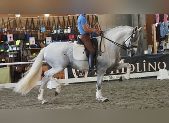 Lusitanos, Semental, 9 años, 168 cm, Tordo