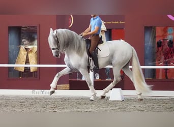 Lusitanos, Semental, 9 años, 168 cm, Tordo