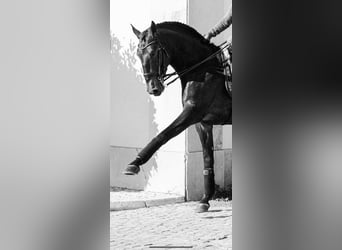 Lusitanos, Semental, 9 años, 170 cm, Buckskin/Bayo