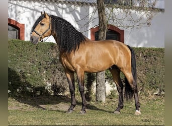 Lusitanos, Semental, 13 años, 167 cm, Buckskin/Bayo