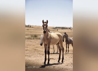 Lusitanos, Semental, Potro (04/2025), 160 cm, Bayo